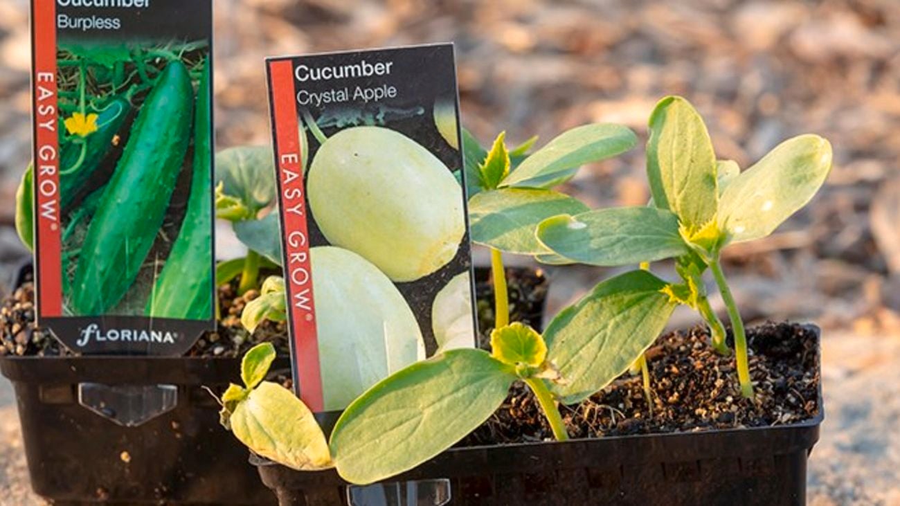 Cucumber plant.