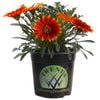 1.5L Gazania Copper Sunset - Gazania linearis
