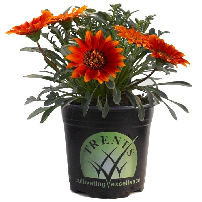 1.5L Gazania Copper Sunset - Gazania linearis