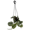 130mm Silver Pothos - Scindapsus Exotica in Hanging Basket
