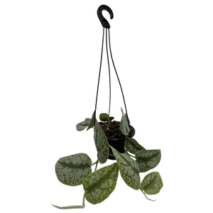 130mm Silver Pothos - Scindapsus Exotica in Hanging Basket