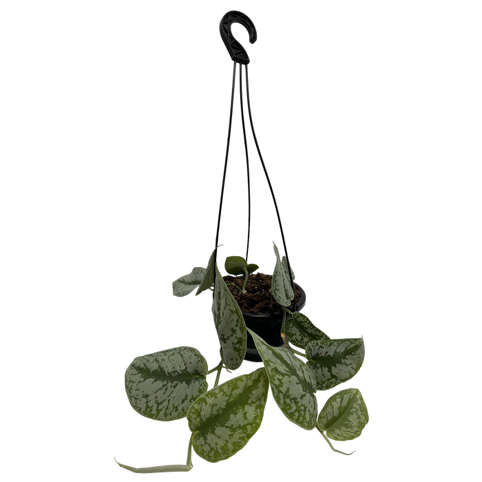 130mm Silver Pothos - Scindapsus Exotica in Hanging Basket