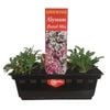 Punnet Alyssum Pastel Mix - Gold Flower Range