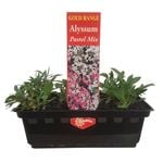 Punnet Alyssum Pastel Mix - Gold Flower Range