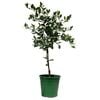 250mm Lime West Indian