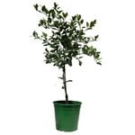 250mm Lime West Indian