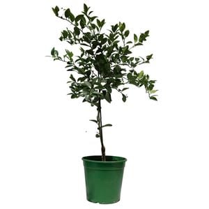 250mm Lime West Indian