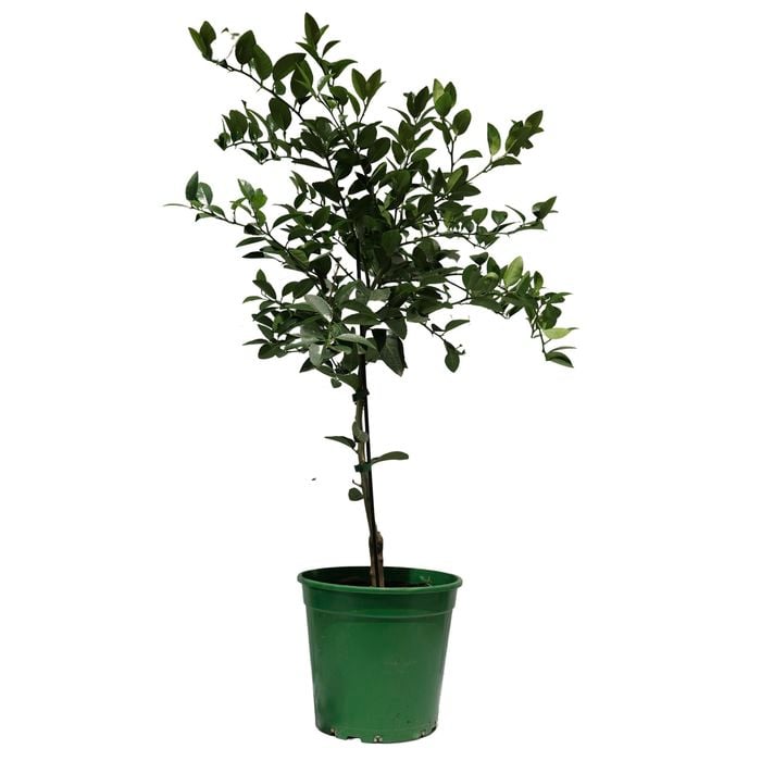 250mm Lime West Indian