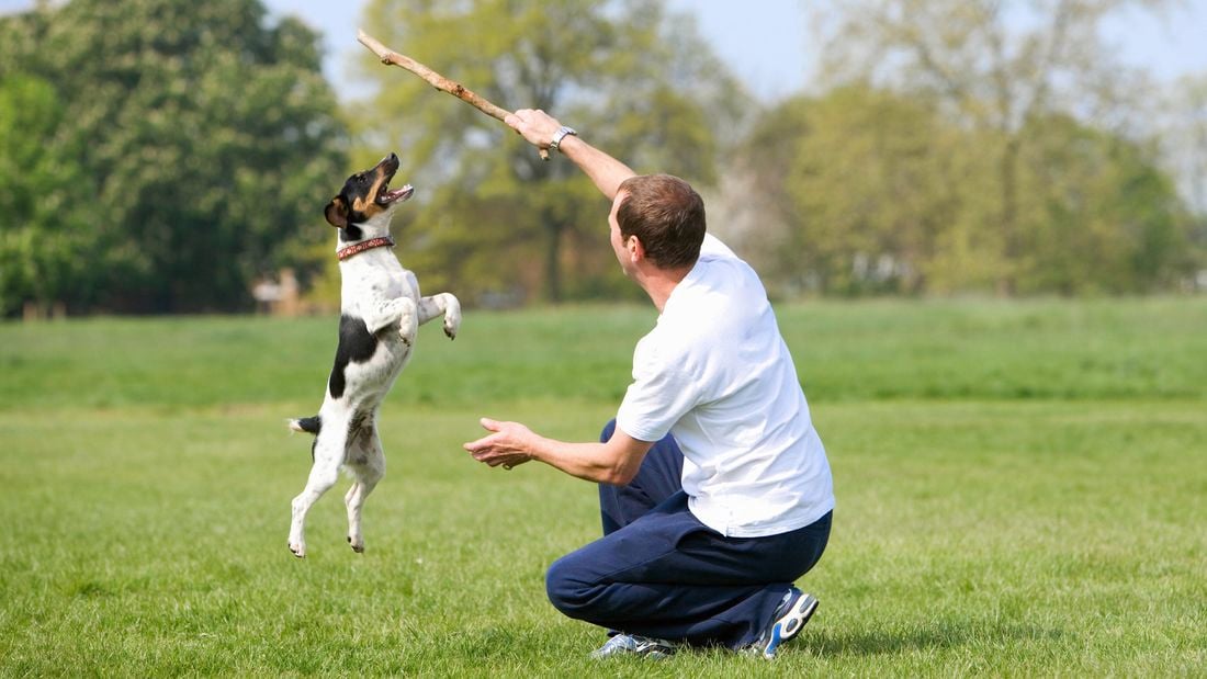 person playing with their dog in a garden