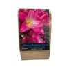 Yarra Valley Bulbs Belladonna Pink 2 Pack