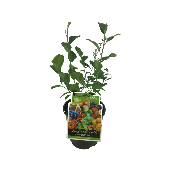 1.9L Blueberry Maru - Vaccinium ashei