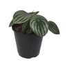130mm Watermelon Peperomia - Peperomia argyreia