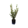 12L Broadleaf - Griselinia littoralis COB