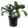 180mm Kale Tuscan - Brassica oleracea