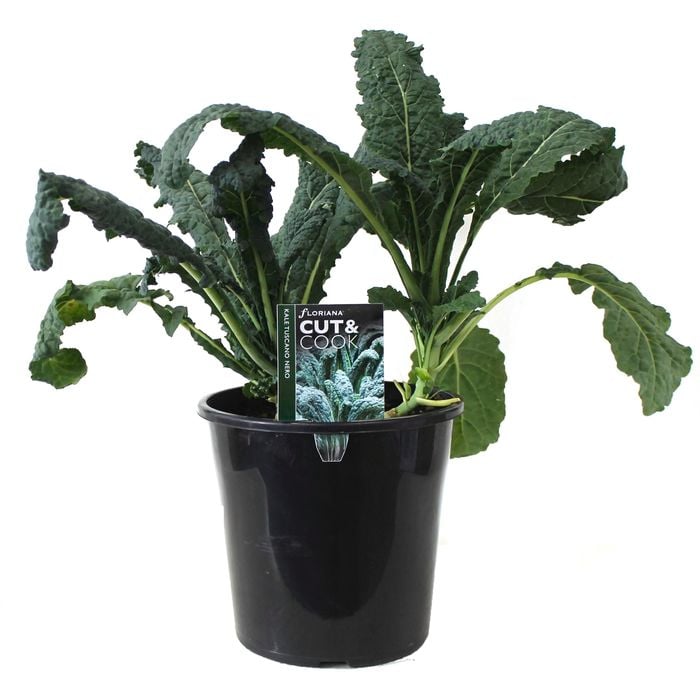 180mm Kale Tuscan - Brassica oleracea