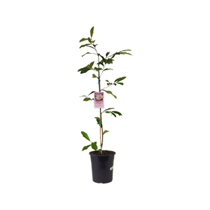 180mm Magnolia Fairy Blush - Magnolia hybrida