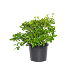 270mm Mexican Orange Blossom - Choisya ternata