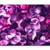 Purple Lilac Flowers Background  Print 100% Australian Made 120 x 90cm  (Stretched)