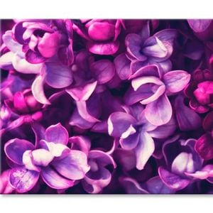Purple Lilac Flowers Background  Print 100% Australian Made 120 x 90cm  (Stretched)