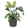 120mm Blue Star Fern - Phlebodium aureum