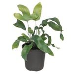 120mm Blue Star Fern - Phlebodium aureum