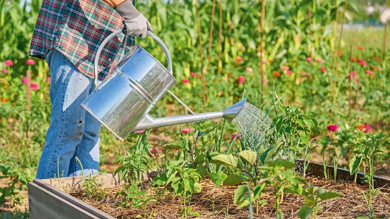 Watering a vegetable patch as part of autumn gardening jobs to prepare soil and plants for cooler weather.