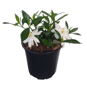 1L Gardenia - Gardenia Radicans
