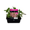 Snapdragon Double Appleblossom Punnet - Antirrhinum majus