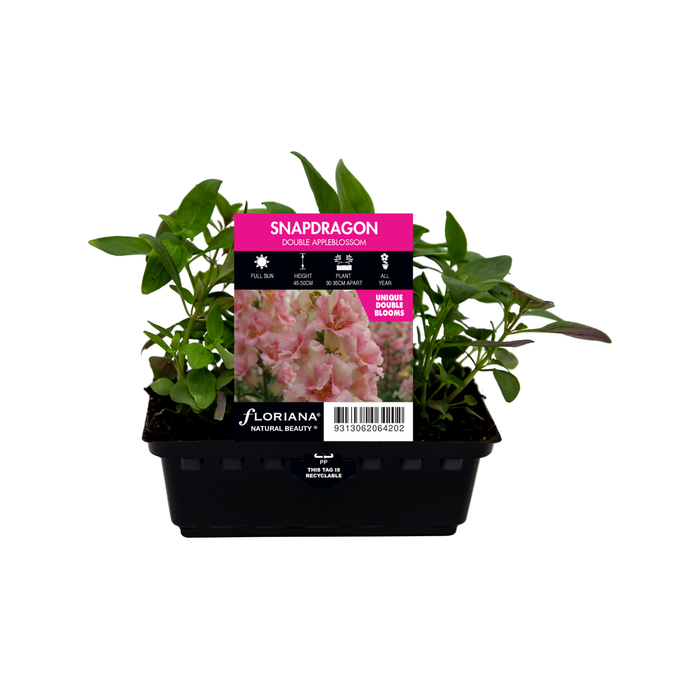 Snapdragon Double Appleblossom Punnet - Antirrhinum majus