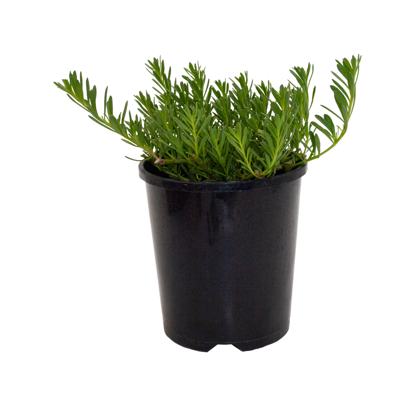 140mm Creeping Boobialla - Myoporum parvifolium