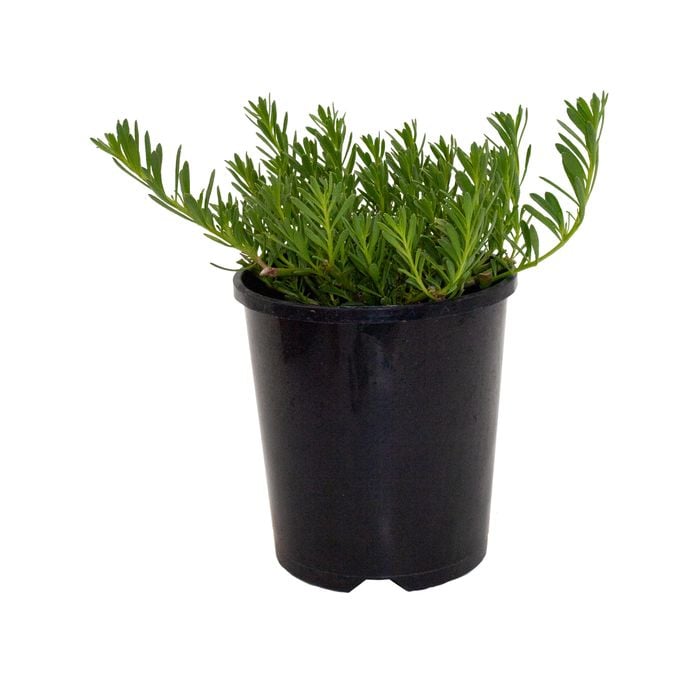 140mm Creeping Boobialla - Myoporum parvifolium