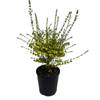 140mm Yellow Boronia - Boronia megastigma lutea