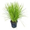 4L Lomandra Lime Tuff - Lomandra longifolia