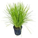 4L Lomandra Lime Tuff - Lomandra longifolia