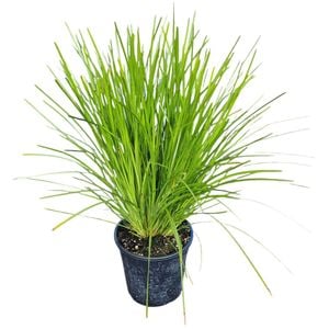 4L Lomandra Lime Tuff - Lomandra longifolia
