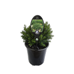 3.5L Hebe Odora - Hebe buxifolia