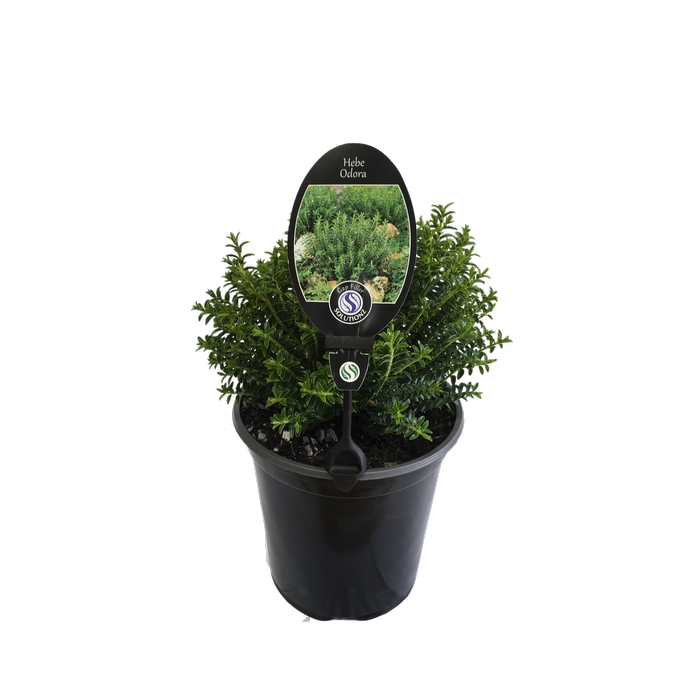 3.5L Hebe Odora - Hebe buxifolia