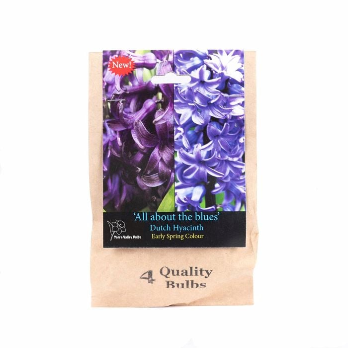 Yarra Valley Bulbs Hyacinth Blue Blend - 4 Pack