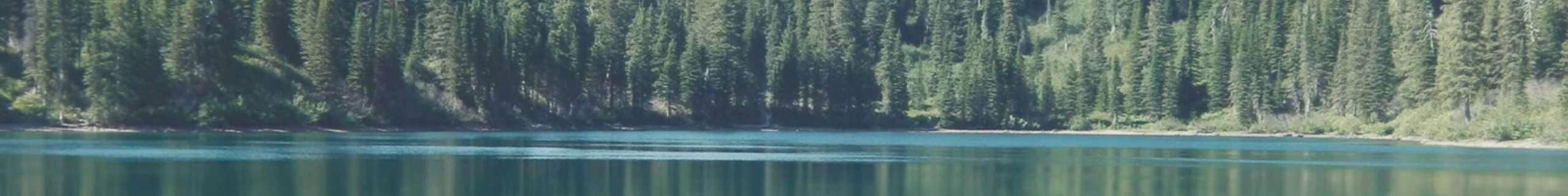 Koolatron header image of trees 
