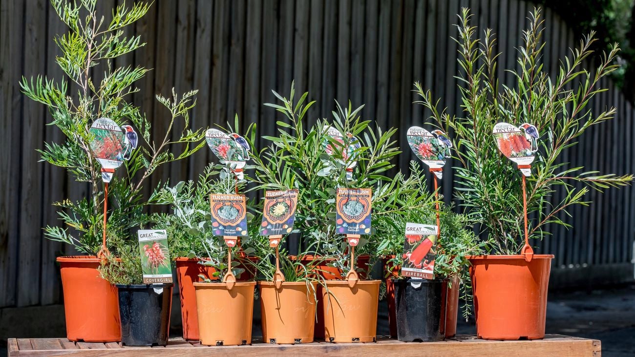 Wide shot of young succulent plants in pots