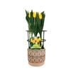 150mm Assorted Tulip Plant
