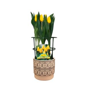 150mm Assorted Tulip Plant