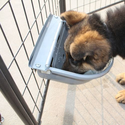 Automatic dog water bowl bunnings sales