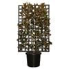 500mm Espalier Magnolia Little Gem - Magnolia grandiflora