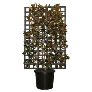 500mm Espalier Magnolia Little Gem - Magnolia grandiflora