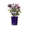 140mm Perfect Pollinator Raspberry - Salvia hybrid