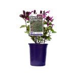 140mm Perfect Pollinator Raspberry - Salvia hybrid
