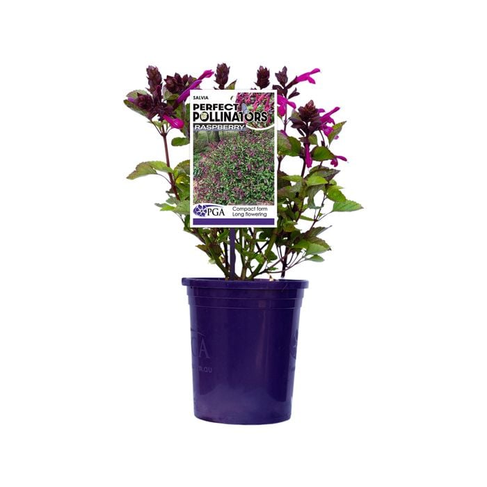 140mm Perfect Pollinator Raspberry - Salvia hybrid