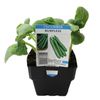 100mm Cucumber Burpless - Cucumis sativus