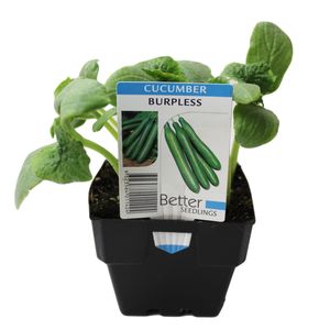 100mm Cucumber Burpless - Cucumis sativus